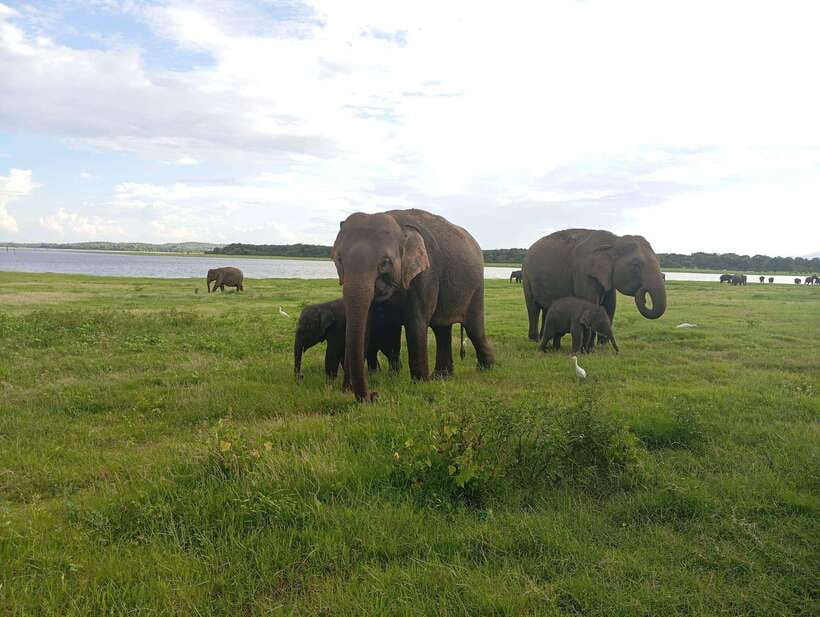 Minneriya: Minneriya National Park Private Jeep Safari - The one thing to confirm: you’re actually going to Minneriya