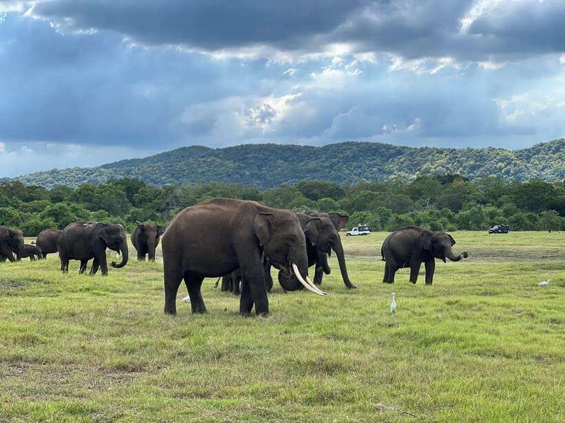 Minneriya: Minneriya National Park Private Jeep Safari - What 4 hours in a Minneriya private jeep really gives you