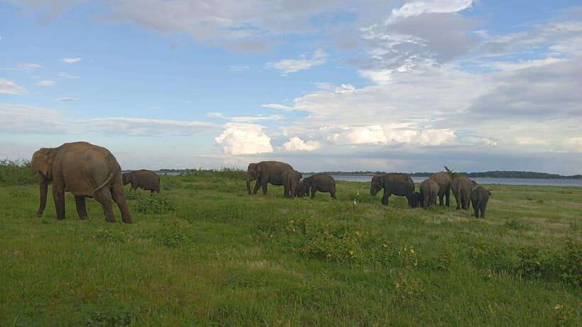 Minneriya: Minneriya National Park Private Jeep Safari - Inside Minneriya: game drive style with planned viewing breaks