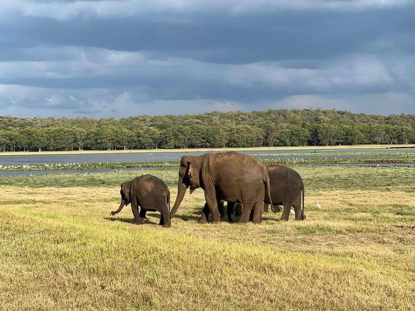 Minneriya: Minneriya National Park Private Jeep Safari - Elephant viewing around the reservoir: how to get the best photos