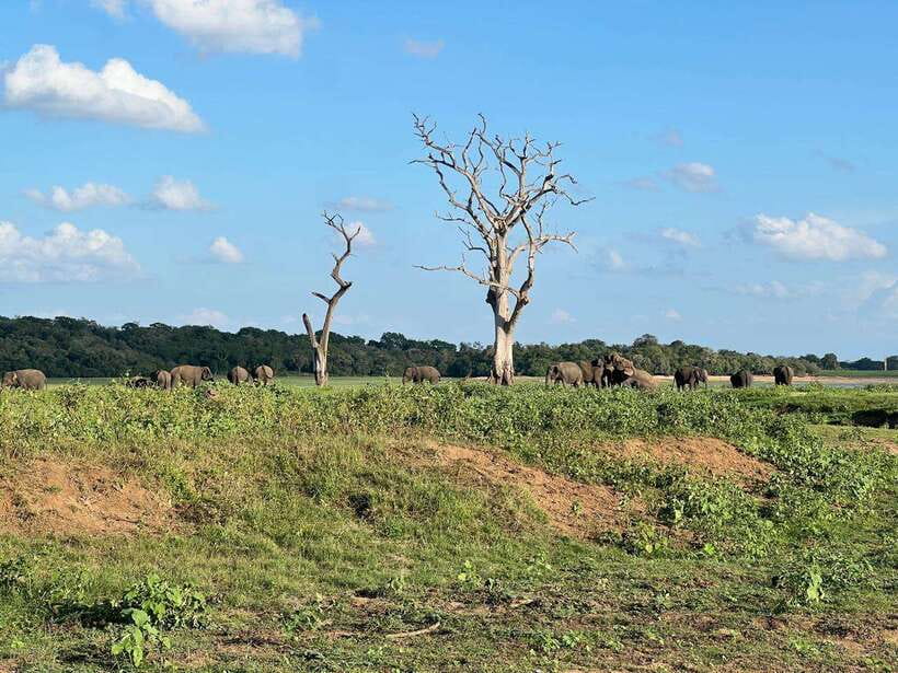 Minneriya: Minneriya National Park Private Jeep Safari - Wildlife you can realistically look for: deer, buffalo, peacocks, birds