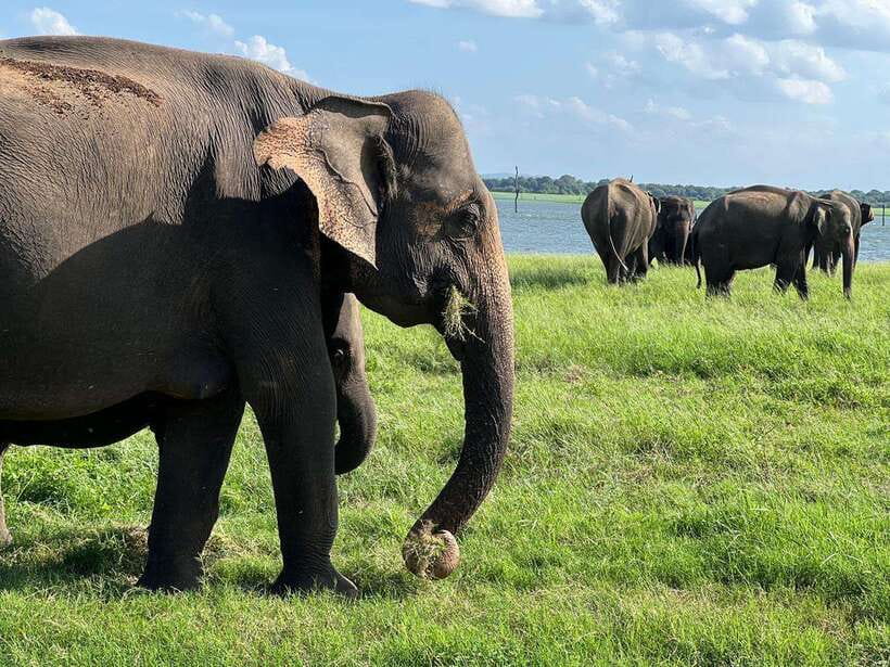 Minneriya: Minneriya National Park Private Jeep Safari - Comfort and rules that make the safari better