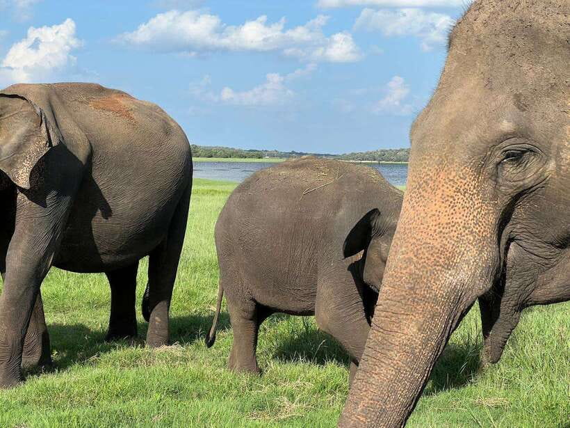Minneriya: Minneriya National Park Private Jeep Safari - Price and value: what you pay for at $35 per person