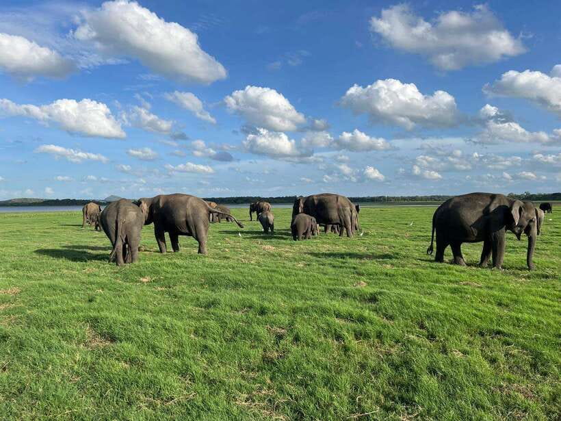 Minneriya: Minneriya National Park Private Jeep Safari - Choosing morning or evening: how to match the safari to your day