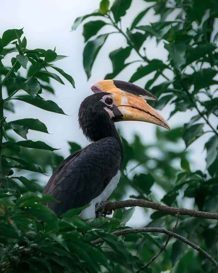 Minneriya: Minneriya National Park Private Wildlife Tour - Price and Ticket Math for a $49 Private Safari