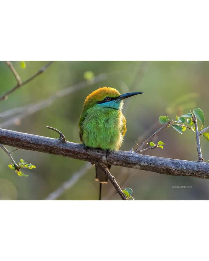 Minneriya: Minneriya National Park Private Wildlife Tour - What a 3.5-Hour Safari Day Feels Like (No Guesswork)