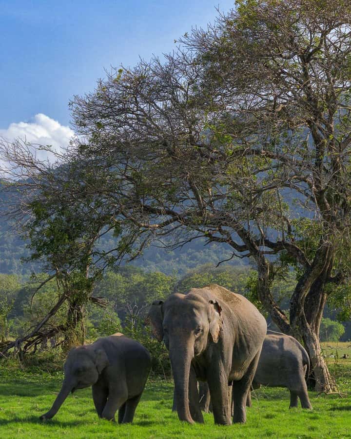 Minneriya: Minneriya National Park Private Wildlife Tour - More Than Elephants: Wildlife You Can Spot on the Same Safari
