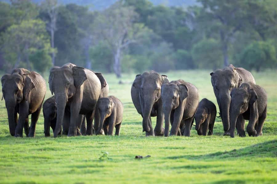 Minneriya National Park 4x4 jeep Safari Include Entrance Fee - Key Moments You’ll Want to Know About