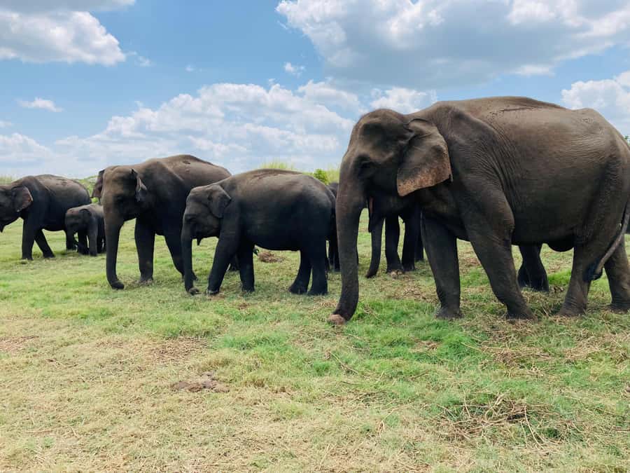 Minneriya National Park 4x4 jeep Safari Include Entrance Fee - Minneriya Jeep Safari: What the All-Inclusive Plan Actually Means