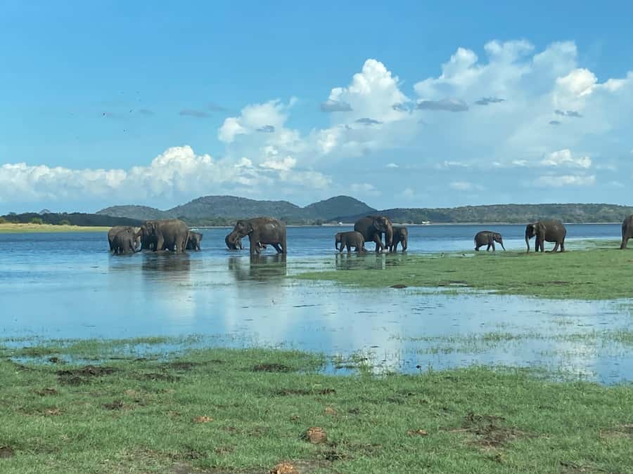 Minneriya National Park 4x4 jeep Safari Include Entrance Fee - Arriving at Minneriya: Check-In and Who’s Steering the Day