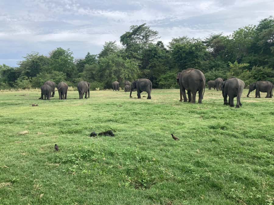 Minneriya National Park 4x4 jeep Safari Include Entrance Fee - Private Safari in an Open-Top 4x4: 3 to 3.5 Hours of Real Viewing Time