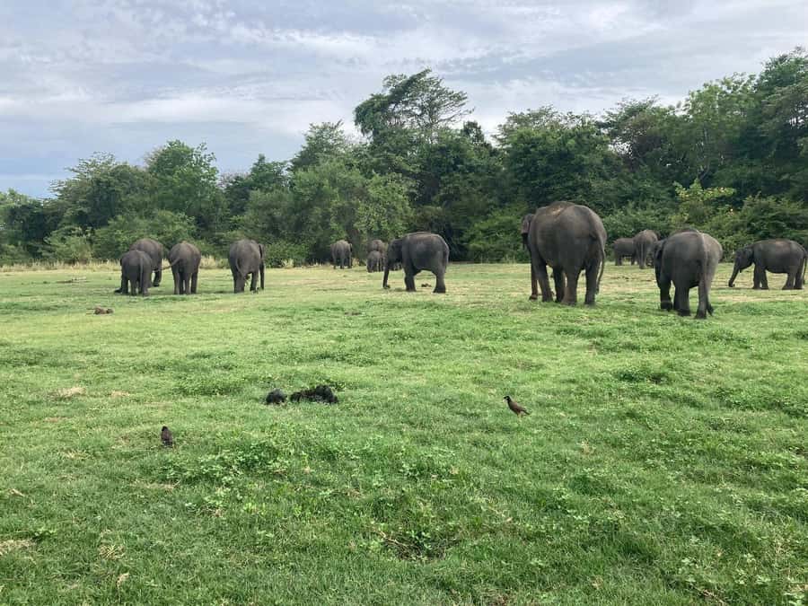 Minneriya National Park 4x4 jeep Safari Include Entrance Fee - Elephant Gathering: The Main Event (and Why Season Matters)