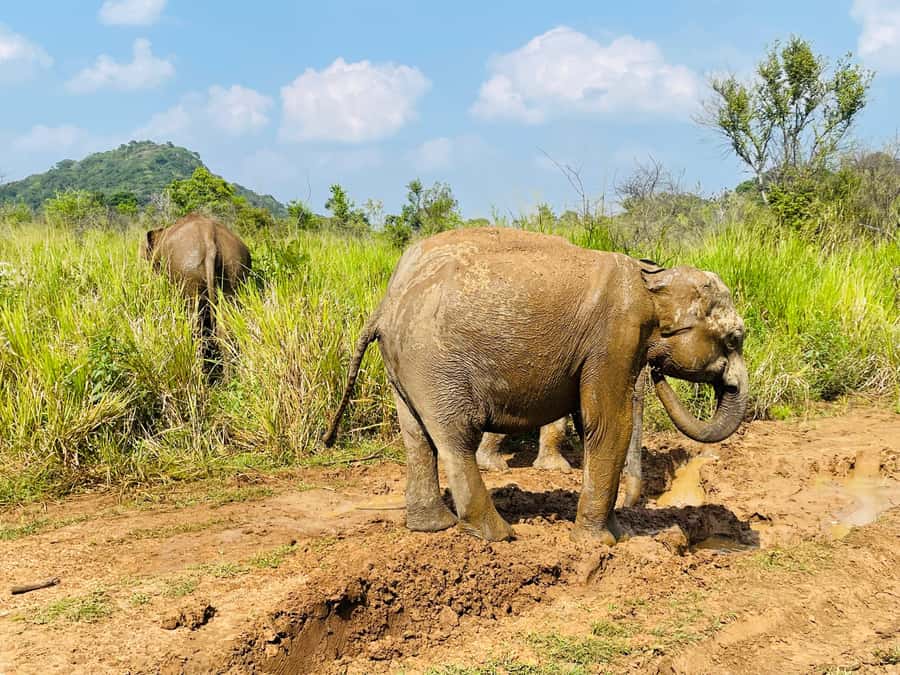 Minneriya National Park 4x4 jeep Safari Include Entrance Fee - Beyond Elephants: Deer, Monkeys, Crocodiles, and Birds