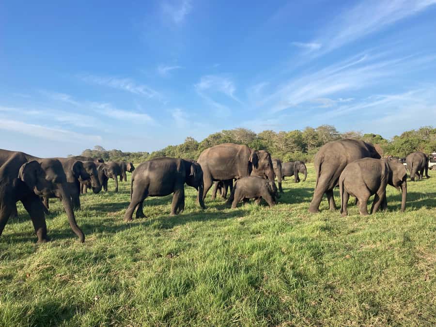 Minneriya National Park 4x4 jeep Safari Include Entrance Fee - Photo Stops Without the Rush: How to Make the Most of Your Time