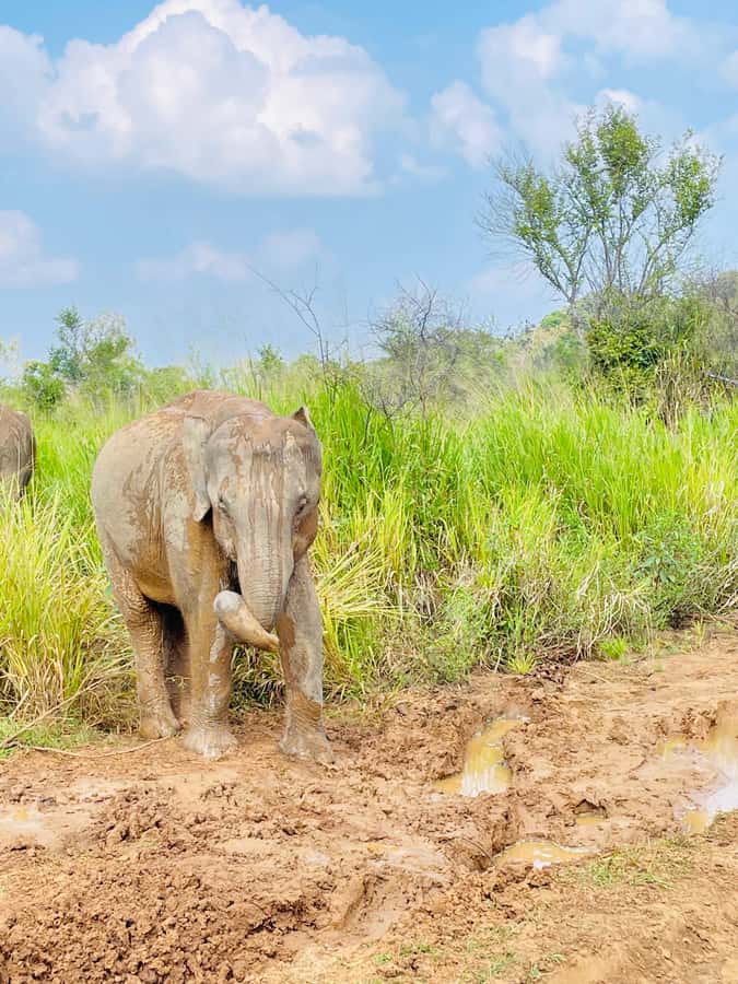 Minneriya National Park 4x4 jeep Safari Include Entrance Fee - Open-Top Jeep Comfort and Safety: A Real-Life Balance