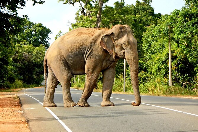 Minneriya National Park Elephant Safari - Key Highlights Worth Booking For