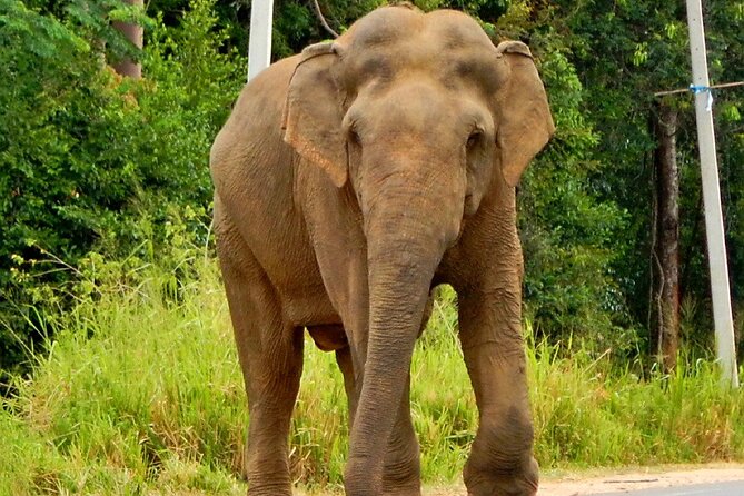 Minneriya National Park Elephant Safari - Pickup and Drop-Off: The Real Convenience Win