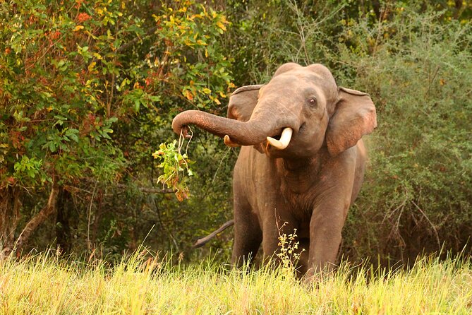 Minneriya National Park Elephant Safari - Wildlife: What Makes Minneriya Special for First-Timers