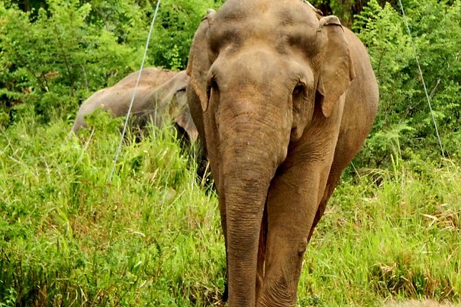 Minneriya National Park Elephant Safari - Vehicle Comfort Matters More Than You Think