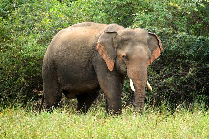 Minneriya National Park Elephant Safari - Timing and Crowd Expectations: When the Park Feels Like Yours