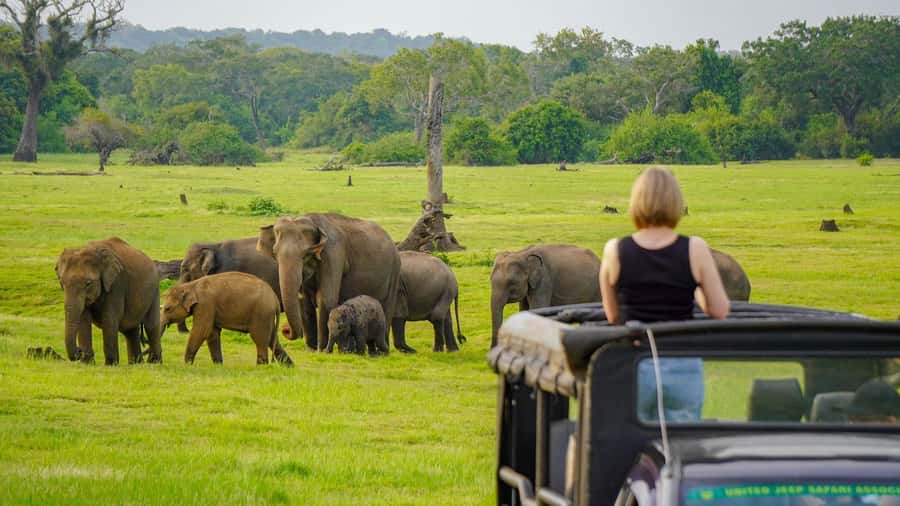 Minneriya: National Park Elephant Safari with Hotel Pickup - Key highlights to clock before you go