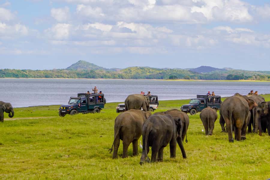 Minneriya: National Park Elephant Safari with Hotel Pickup - The true cost: $39 price plus park entrance fees