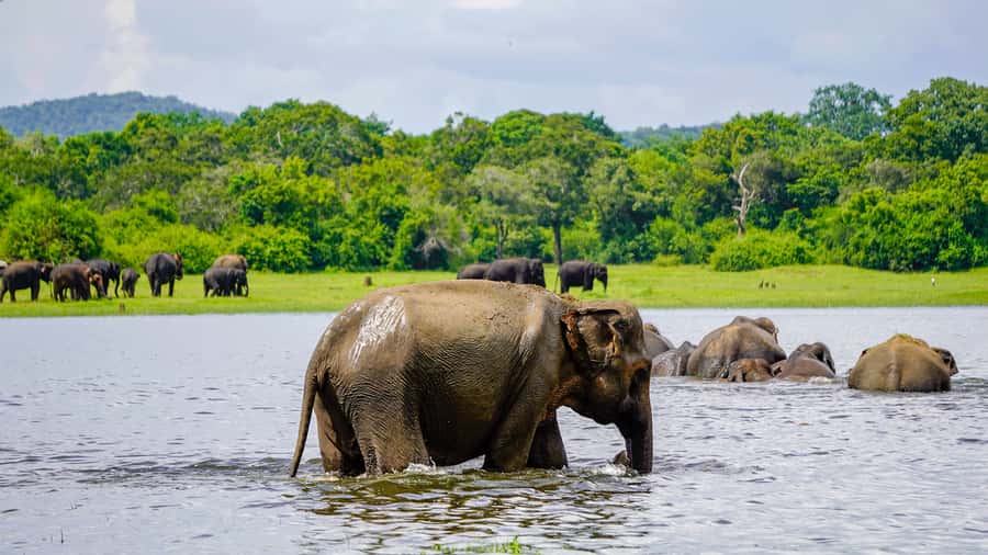 Minneriya: National Park Elephant Safari with Hotel Pickup - Watching elephants the right way: vantage points and timing