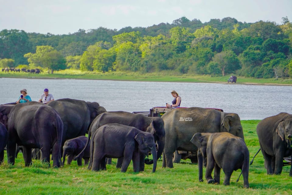Minneriya: National Park Elephant Safari with Hotel Pickup - When you might see special elephant moments