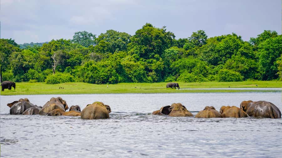 Minneriya: National Park Elephant Safari with Hotel Pickup - Other wildlife opportunities: buffalo, crocodiles, peacocks, and birds