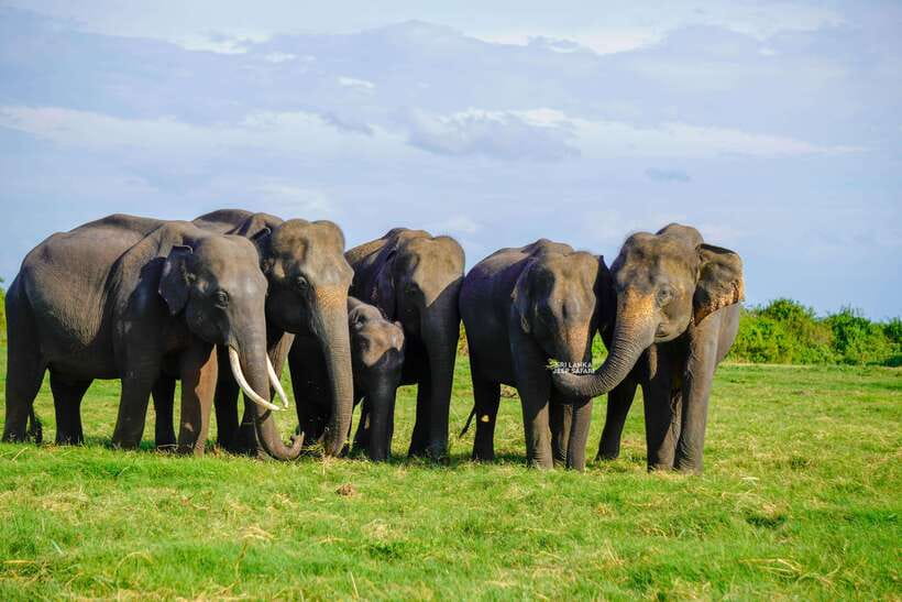 Minneriya: National Park Elephant Safari with Hotel Pickup - The half-day pace: what you gain and what you’ll sacrifice