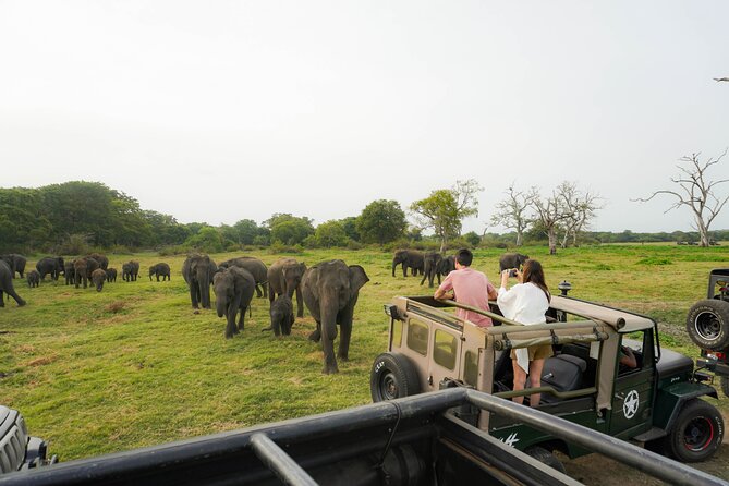 Minneriya National Park Half Day Elephant Safari - Key points to know before you go