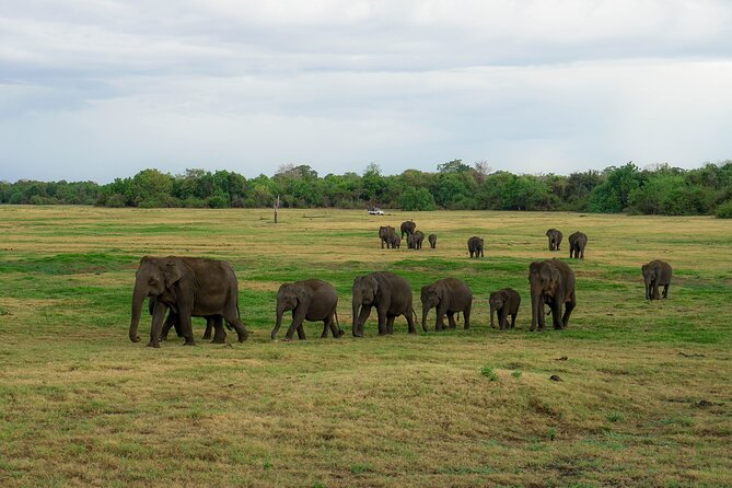 Minneriya National Park Half Day Elephant Safari - Minneriya’s elephant gatherings happen in the open