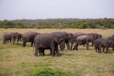 Minneriya National Park Half Day Elephant Safari - Getting to the park: pickups from Sigiriya, Habarana, and Dambulla