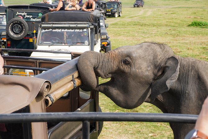 Minneriya National Park Half Day Elephant Safari - Wildlife viewing etiquette that keeps the day enjoyable