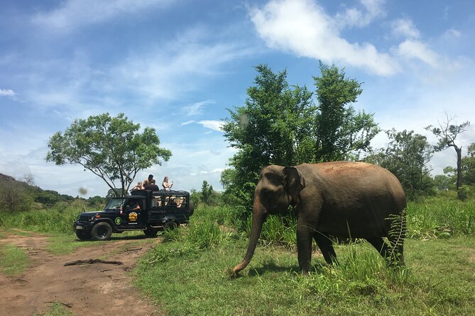 Minneriya National Park halfday Safari - Beyond elephants: crocodiles, birds, and smaller surprises