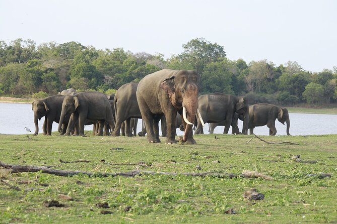 Minneriya National Park halfday Safari - Morning vs afternoon safari: picking the right window