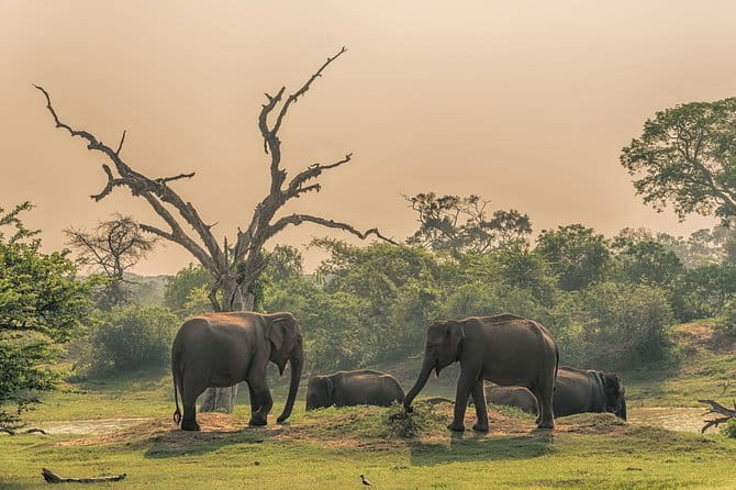 Minneriya National Park | Private Safari - Minneriya National Park: why this safari is different