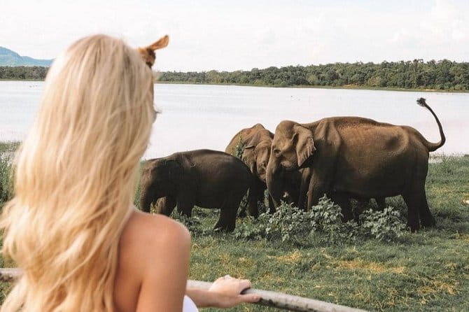 Minneriya National Park | Private Safari - How pickup works (and how to not lose time)