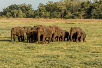 Minneriya National Park : Private Safari - Your 3-Hour Evening Game Plan (2:30 pm Start, 5:30 pm Back)