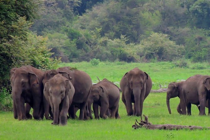 Minneriya National Park | Private Safari - The jeep, the “private” part, and why it’s worth caring about
