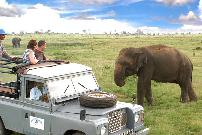 Minneriya National Park Private Safari from Habarana - Key highlights worth planning for