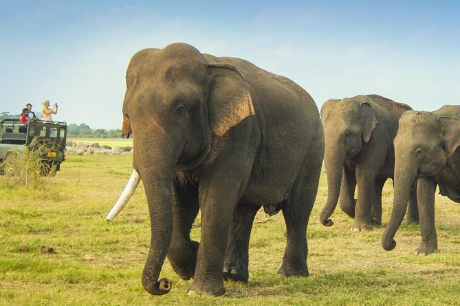 Minneriya National Park Private Safari from Habarana - Why a private Minneriya jeep from Habarana feels different