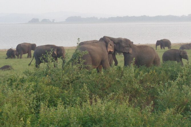 Minneriya National Park Private Safari from Habarana - Meet your driver-tracker: the single biggest difference