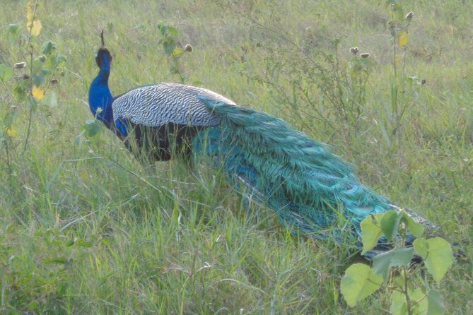 Minneriya National Park Private Safari from Habarana - That Giritale Buddha photo stop at the end