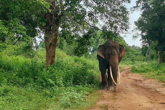 Minneriya National Park Private Safari Tour - Four Hours in Minneriya: When the Herds Move