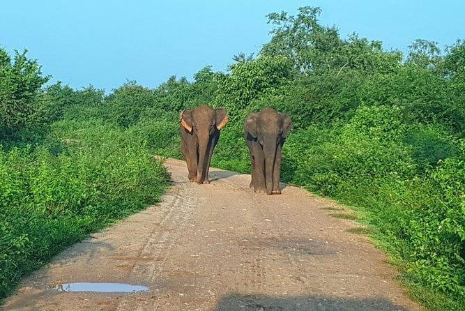 Minneriya National Park Private Safari Tour - Wildlife Chances: Elephants, Deer, Buffalo, Birds, and More