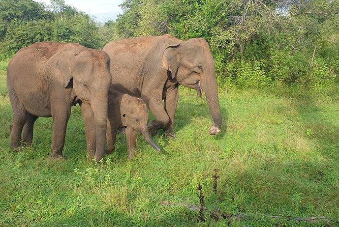 Minneriya National Park Private Safari Tour - Your Guide Matters: Subhash’s Elephant-Spotting Style