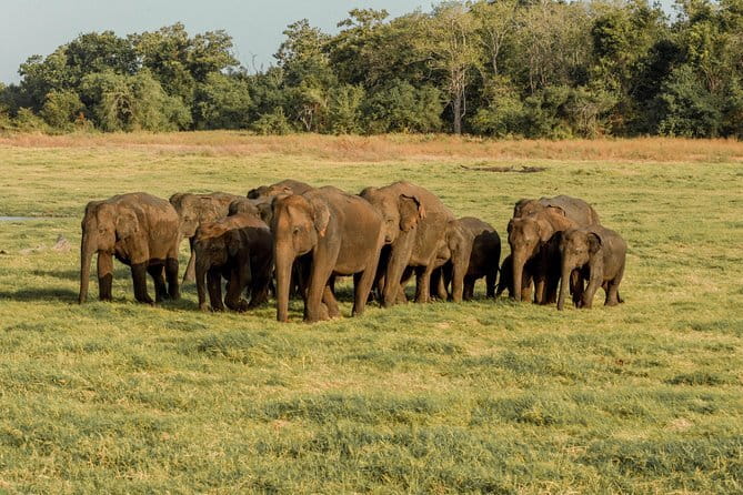 Minneriya National Park | Private Safari - Wildlife and scenery: more than just elephants