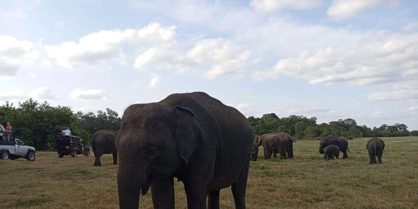 Minneriya National Park Safari - Entrance Fee Included - Book or skip: my recommendation for most first-time Minneriya visits