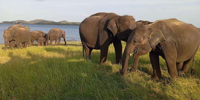 Minneriya National Park Safari - Entrance Fee Included - Getting to Minneriya: free pickup that saves your whole morning